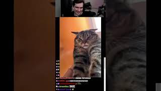 Котик #братишкин #твич #тикток #bratishkinoff #twitch #tiktok #tik-tok #твичру #твичтв