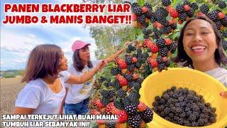 AJAK ADIK & KAKAK-KU PANEN BLACKBERRY LIAR PREMIUM