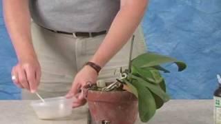 Cutting a Phalaenopsis Spike