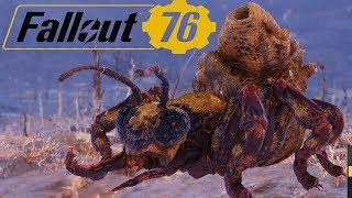 Fallout 76 прохождение Задание Охотника! убить троих животных! Дикий Медозверь \ fallout 76 обзор