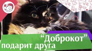 Благотворительная акция "Доброкот" на ilike.pet