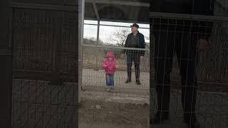 Папа вам не мама #чудо-девочка