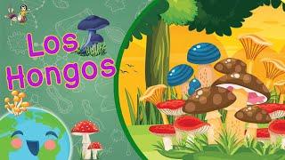 Los Hongos para Niños (Videos Educativos para Niños)
