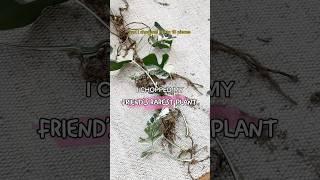 I CHOPPED my friend’s RAREST PLANT  #shorts #plants #houseplants #propagation #indoorplants #tips