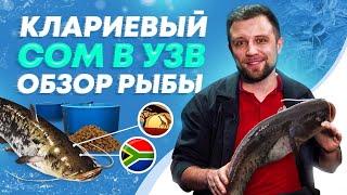 ОБЗОР рыбы – Африканский КЛАРИЕВЫЙ СОМ! Разведение африканского сома в УЗВ