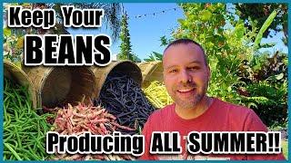 Keep Your Beans Producing All Summer!!! Organic Gardening for Beginners on How to Grow Beans.