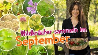 Wildkräuter sammeln im September  Schätze im Herbst  #garten #wildkräuter #heilpflanzen #kräuter