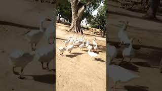 बतख Duck funny videobatak wala video batak cuts️sound#batak shorts video#shorts #viral #short