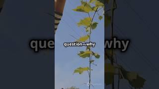 #science #curiosity #why #scientist #question #learn #keepgoing #explore  #foreveryone #facts #new
