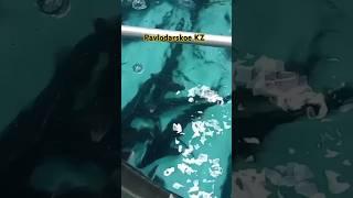 village Pavlodarskoe KZ #fish #sterile