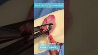 Dog Minimally Invasive Laser Neuter