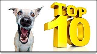 Топ 10 прикольных собак. Top 10 funny dogs