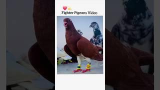 New Kabotar Video #youtube #pigeon #kabutar #shorts #love #whatsapp #viral #trending #newvideo