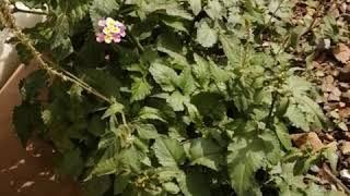 Beautiful video Tahir Rahman