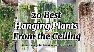 20 Best Plants for Hanging from the Ceiling / Hanging Plants Ideas For Your Home!