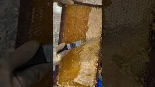 Gold honey bee .