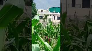 Green parrot sitting on the corn plant#parrot#corn#maize#summer