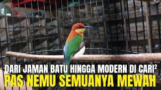 REJEKI ! DARI JAMAN BATU HINGGA KINI CARI² BURUNG UNIK ANTIK LANGKA EKSOTIS GAK DAPET PAS NEMU MEWAH