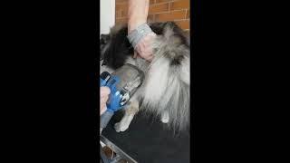 ADB PETITE Brushing the behind of an Eurasier