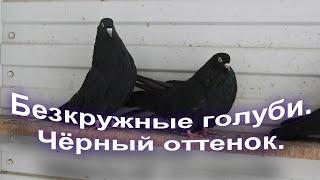 Безкружные голуби. Чёрный оттенок.