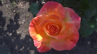 Britannia (Hybrid Tea bush rose)