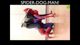 best vines compilation 1 funny animals people