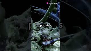 The Weirdest Creature Found Beneath Antarctica’s Ice ️