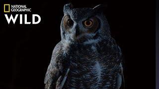 Great Horned Owl on the Hunt | Nat Geo Wild