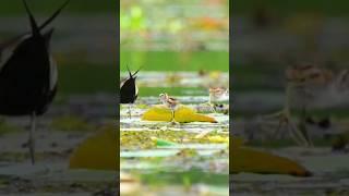 wildlife photography|#wildlifephotoghraphy#wildlife#nature#birds