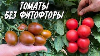 САМЫЕ ВКУСНЫЕ ТОМАТЫ БЕЗ ФИТОФТОРЫ! СЕМЕНА ТОМАТОВ ДЛЯ ОТКРЫТОГО ГРУНТА ОТ СЕМКО