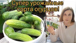 Посейте эти ОГУРЦЫ!Они завалят вас урожаем!Гибрид БЁРН#УрожайныеГибридыОгурцов#огурцы#огород#расада