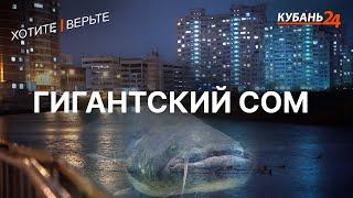 Гигантский сом | Хотите — верьте