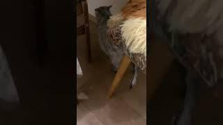 After shower #cat #tihon #shorts