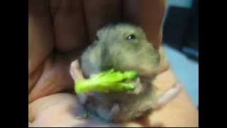 Mocha in "His First Broccoli!"