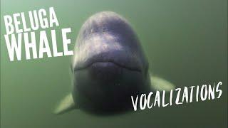 Listening to Earth: over 100 Beluga whales (recorded with hydrophone)