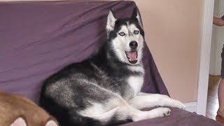 Mishka says "I want Potatoes!" - Husky Dog Talking