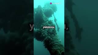 Куда исчезла янтарная комната? #история #факты