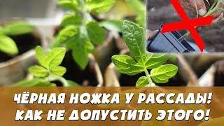 Чёрная ножка на рассаде - чтобы не бороться с ней потом, не делайте этого сейчас!