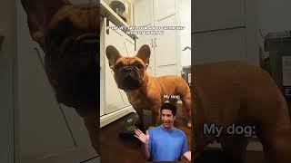 Funny french bulldog Meme #viral #funny #video #dog #fyp #memes #pupcup #shorts