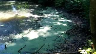 CANADA GEESE SWIMMING IN HIGHLY LEVELS OF  BACTERIA, PILES OF TRASH IN THE MUDDY RIVER