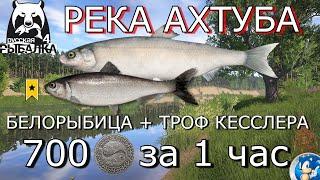 РЕКА АХТУБА  БЕЛОРЫБИЦА + СЕЛЬДЬ КЕССЛЕРА ТРОФ Русская Рыбалка 4 (РР4)