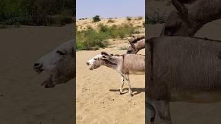 #donkey #funny #vairalvideo #natureshorts