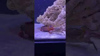 This shrimp has the world's strongest punch! || Mantis shrimp - Pistol shrimp #mantisshrimppunch