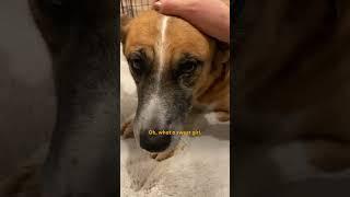 Watch This Foster Dog Overcome All Of Her Fears | The Dodo