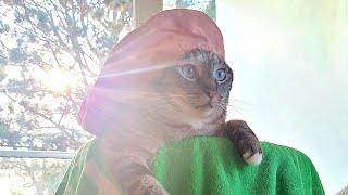 Indoor Feral Rescue Cat Jumps For Joy Lynx Point Siamese Colorpoint Shorthair Snowshoe Tabby Point