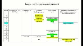 Мой лучший режим инкубации перепелиных яиц