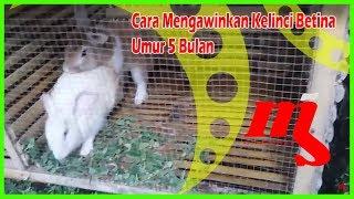 Cara Mengawinkan Kelinci Betina Umur 5 Bulan