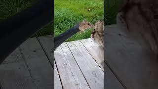 Веселые коты / Смешные котики / Коты приколы / Забавные животные / Смешные коты