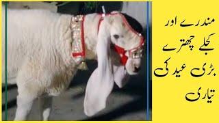 Kajlay Chtray | Lambay Kan walay Chtray | Breed from Dera Ghazi Khan | Mundray Chtray