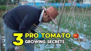 TOP 3: Tomato Growing Secrets from the Pros #tomato #agriculture